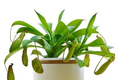 分析泉中水命的人家裡養花怎麼樣